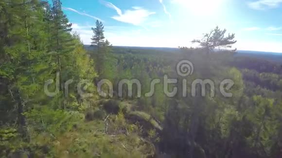 在云杉树和大森林上空飞行视频的预览图