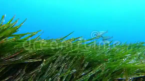 地中海海洋生物黄色带鱼在绿色的正色野中游动视频的预览图