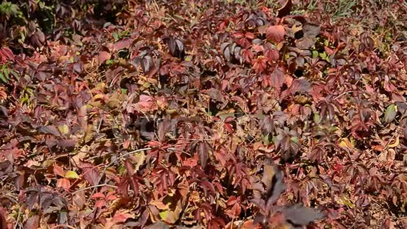 红色的秋叶背景视频的预览图
