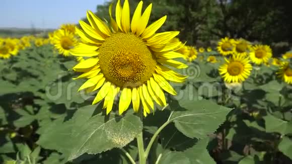 在城市附近的一个村庄路旁的田野上生长着葵花视频的预览图