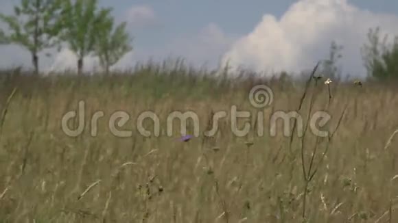 小紫色的花在田野上视频的预览图
