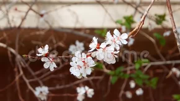 苹果花你对离焦的平铺背景视频的预览图