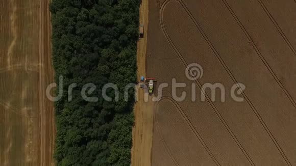 收割者在防护林附近打谷小麦视频的预览图