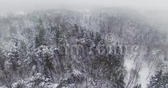 神圣的在积雪覆盖的冬季森林树顶上平稳飞行4k视频的预览图