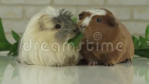 一只豚鼠抢了另一只为生存而挣扎的黄瓜慢镜头录像视频的预览图