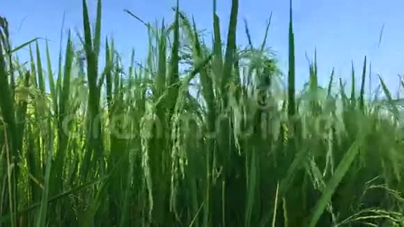 稻田在风中摆动视频的预览图