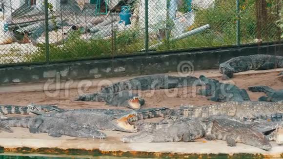 泰国芭堤雅的鳄鱼农场鳄鱼休息视频的预览图