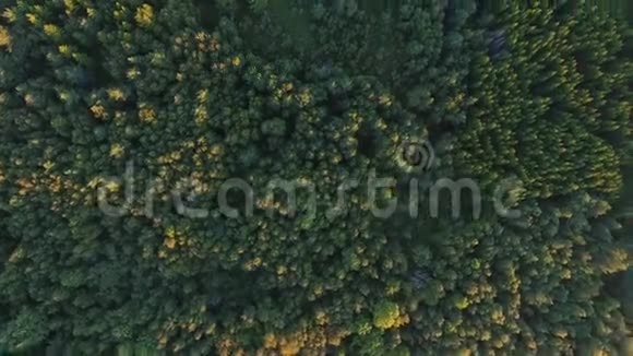 从空中俯瞰绿色夏林和电力线路视频的预览图