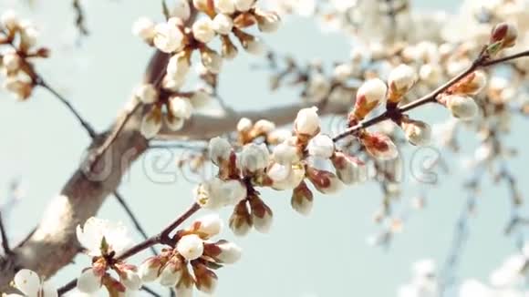 开放的白色苹果花开花和半封闭的花蕾在树枝上没有叶子对抗晴朗的蓝天有选择的焦点视频的预览图