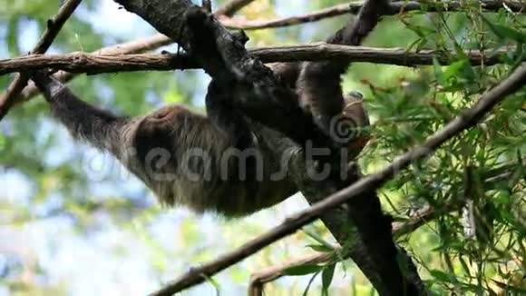 猴子挂在树枝上视频的预览图