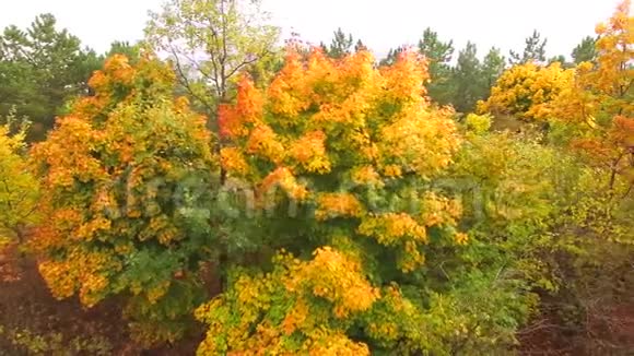 秋林中金黄的树木视频的预览图