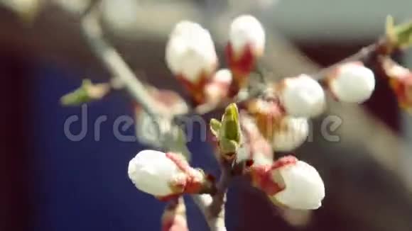 美丽的温柔的愉快的树花半开在阳光明媚的日子里春天的时候视频的预览图