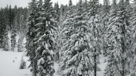 冬日的雪云杉林视频的预览图