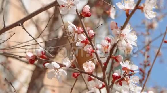 早春的苹果树枝开花背景有一部分晴朗的蓝天视频的预览图