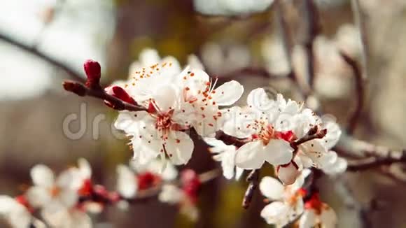一棵开花的苹果树的枝在离焦的背景上开白色的花视频的预览图