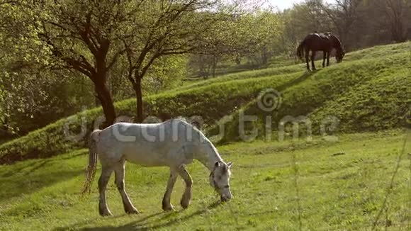 田野风景中的马视频的预览图