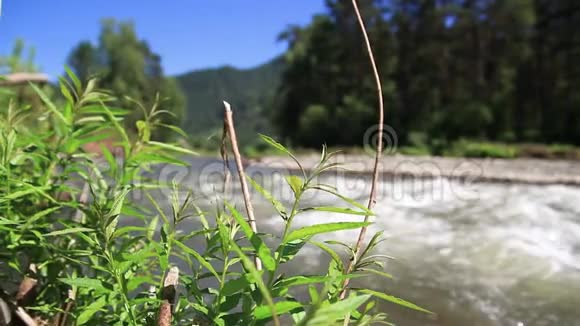 自然保护区山河阿尔泰山的美丽景观粗糙的河流自由的概念视频的预览图