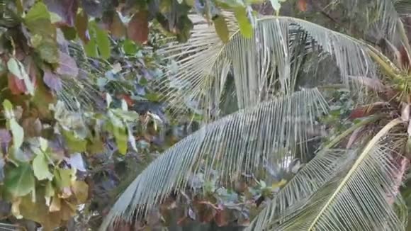 海滩上的椰子树一棵棕榈树上的大绿椰子从下面的角度近景视频的预览图