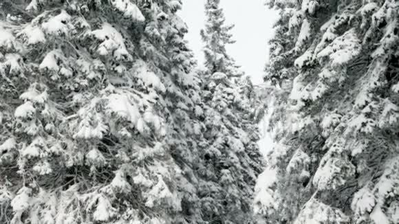 冬天是下雪的云杉树视频的预览图