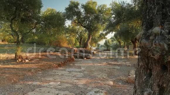 橄榄树环绕的老路古尼萨土耳其苏丹4k视频的预览图