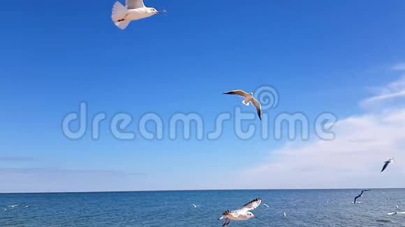 海鸥在天空中缓慢地捕捉食物视频的预览图