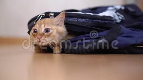 带着摄影器材的背包里有趣的红色小猫看上去坐着视频的预览图
