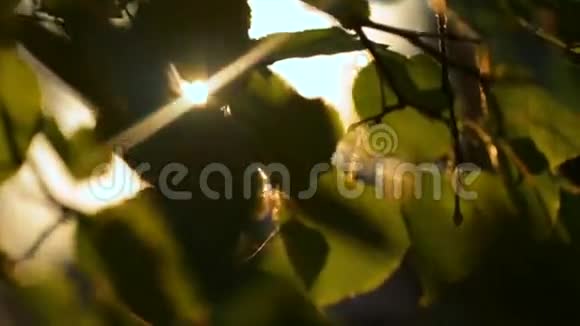 太阳的光线在日落时穿过树叶视频的预览图