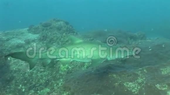 危险牛鲨角鲨鱼水下视频视频的预览图