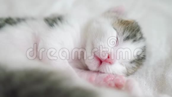 小可爱的新生小猫睡在床上的生活方式小猫在梦中辗转反侧地嗅着抽搐着视频的预览图