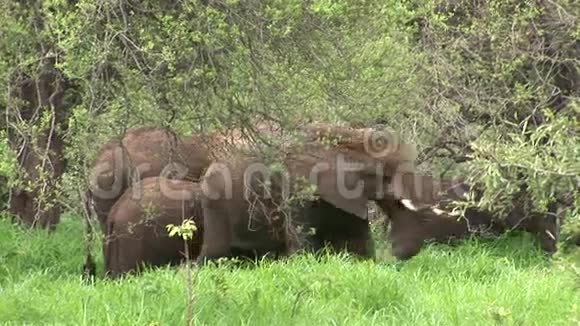非洲博茨瓦纳大草原的野象大象视频的预览图