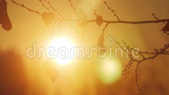 秋干树枝处夕阳剪影阳光景观秋树榆极浅聚焦太阳和树视频的预览图