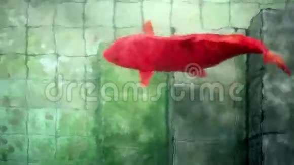 旧许愿井塘软聚焦红锦鲤鱼视频的预览图