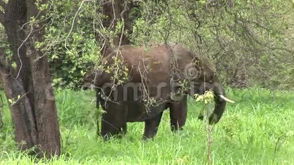 非洲博茨瓦纳大草原的野象大象视频的预览图