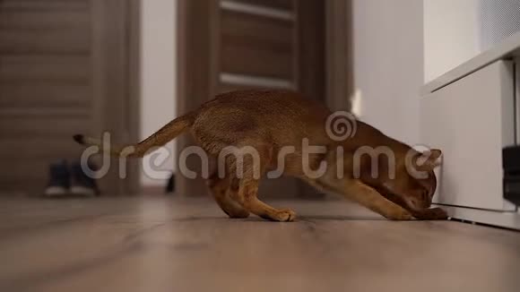 阿比西尼亚猫在房间里的地板上玩耍视频的预览图