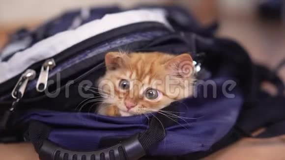 带着摄影器材的背包里有趣的红色小猫看上去坐着视频的预览图