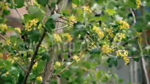 春天拍摄的小黄花丛视频的预览图