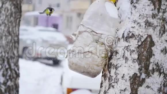 冬天降雪时鸟雀从喂食者那里吃视频的预览图
