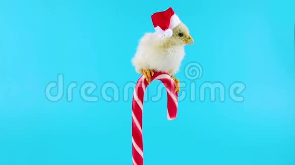 戴着圣诞帽的小公鸡坐在糖果上视频的预览图