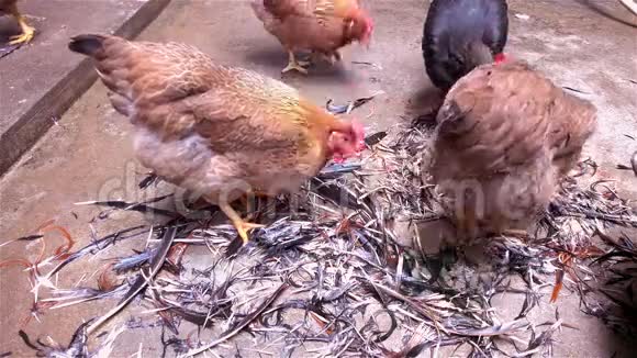 公鸡和母鸡四处走动寻找食物视频的预览图