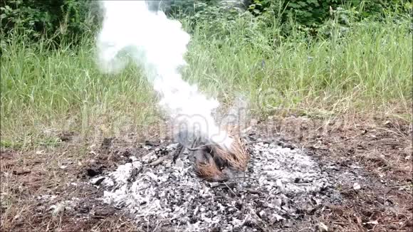 森林里的火视频的预览图