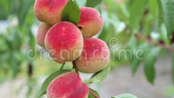 成熟的桃子在果园里的树上在寒风中颤抖视频的预览图