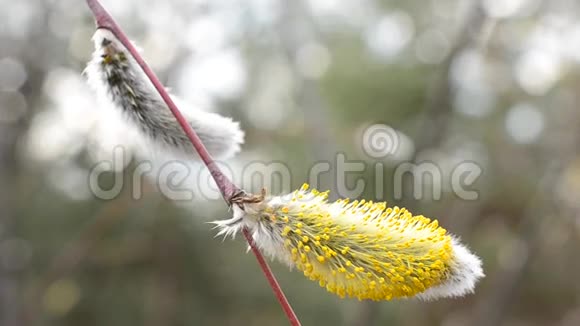 树枝上盛开的柳絮特写视频的预览图