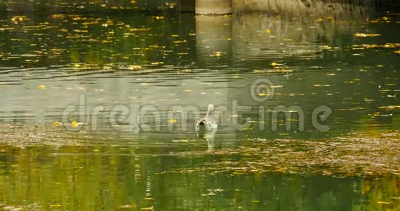 水鸟在水上游泳黄色的叶子漂浮在湖面上视频的预览图