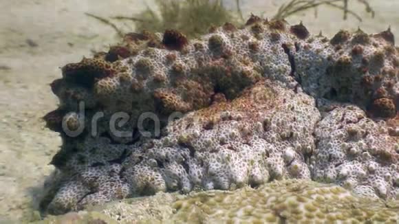 菲律宾野生动物海洋沙质海底的石鱼视频的预览图