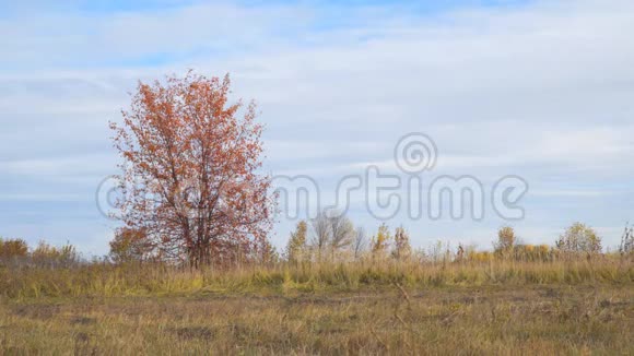 秋叶红的田野里的寂寞树视频的预览图