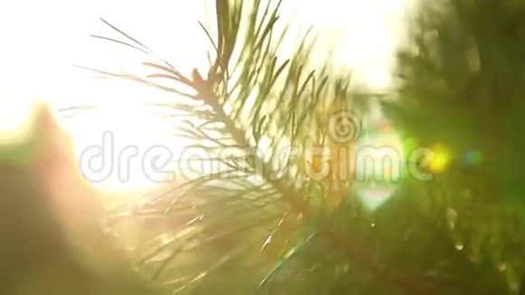 日出时太阳光线透过松树照射过来视频的预览图