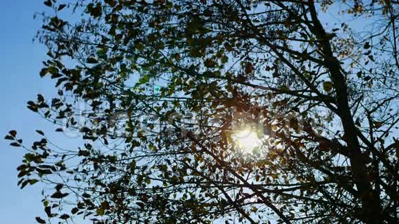 阳光透过树枝照耀4K视频的预览图