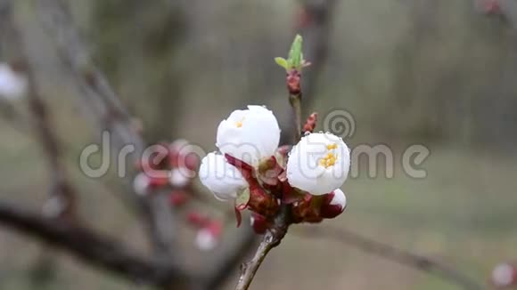 春暖花开的杏树花的特写视频的预览图
