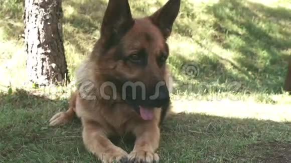 大GSD或德国牧羊犬坐在院子的草地上FS700奥德赛7Q4K视频的预览图
