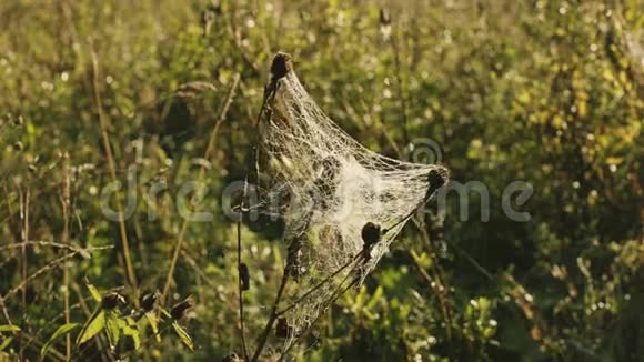 农村房屋背景下草地上的蜘蛛网视频的预览图